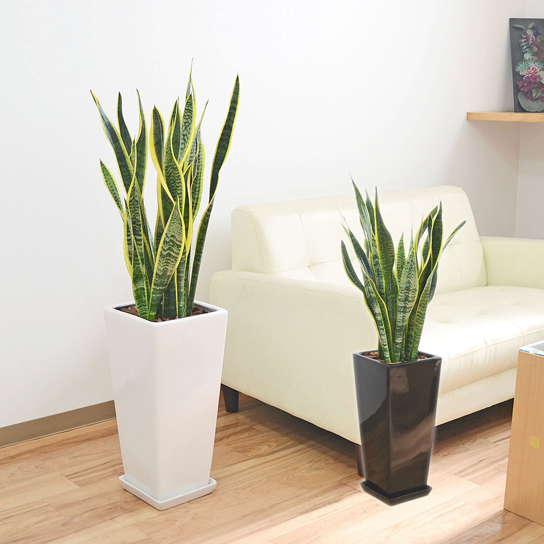 観葉植物 サンスベリア ローレンティ ロングスクエア陶器鉢植え BIG