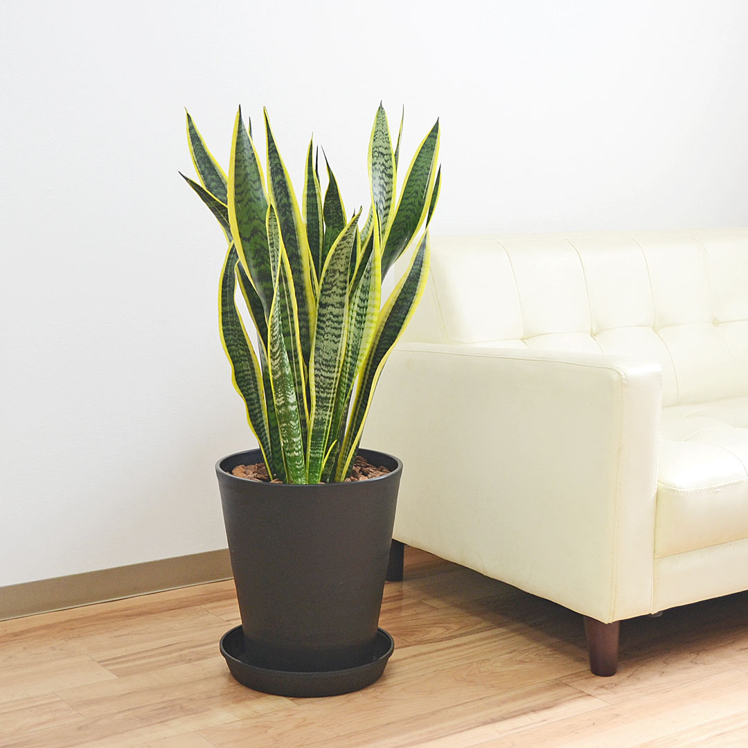 観葉植物 サンスベリア ローレンティ 大型 ブラックセラート鉢植え