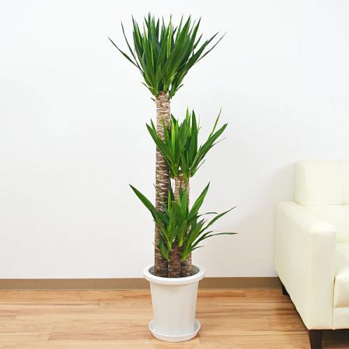 【送料無料】観葉植物 ユッカ 青年の木 中鉢(8号)