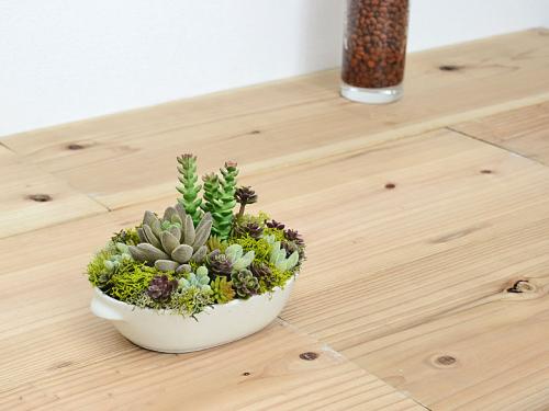 観葉植物の販売 ギフトならフラワーコーポレーション 人工観葉植物 多肉植物寄せ植え 造花 フェイクグリーン 皿形陶器 おしゃれ お祝い 送料無料