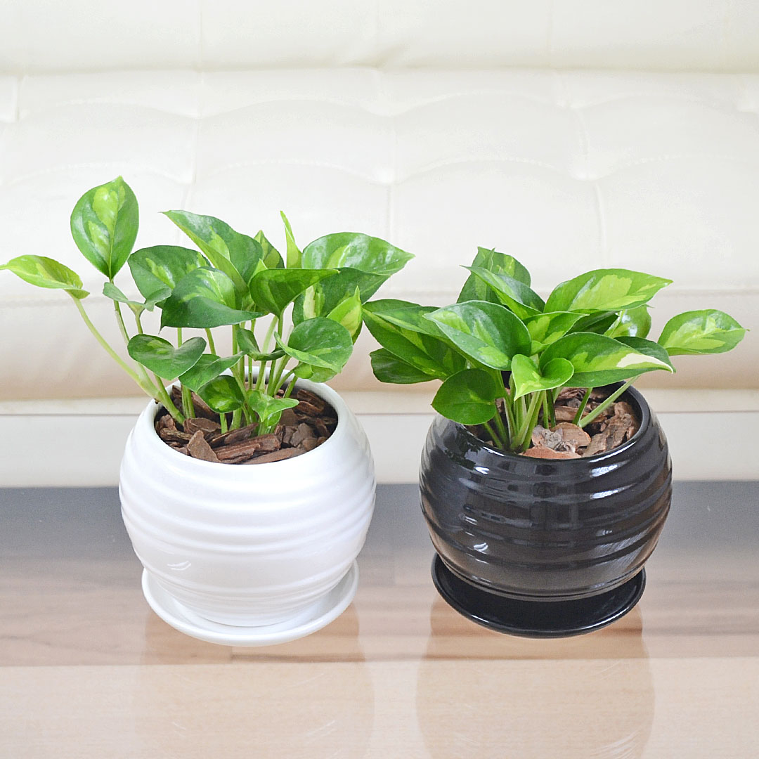 観葉植物 ポトス グローバルグリーン ボール形 陶器鉢植え