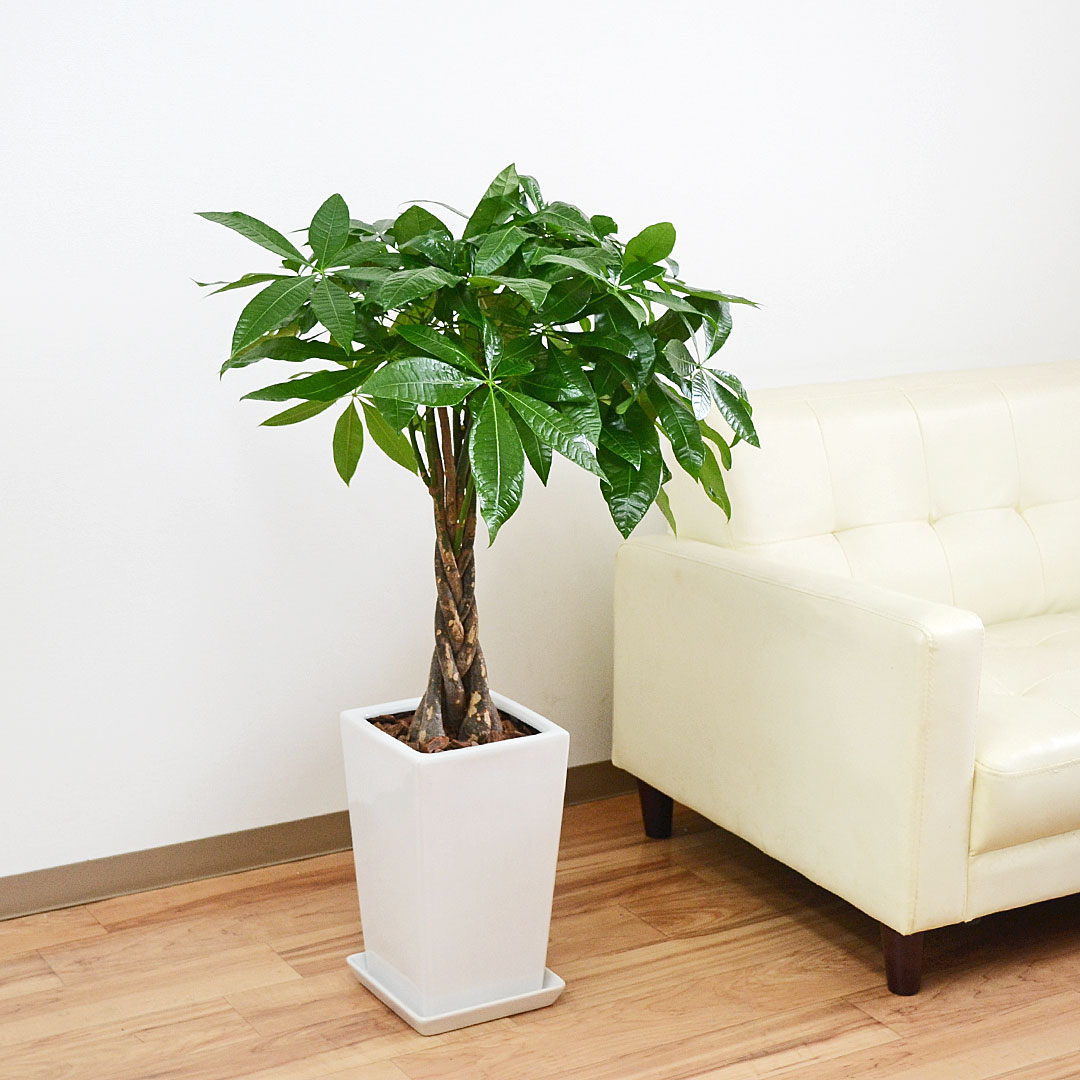 観葉植物 パキラ 発財樹 陶器鉢 スクエア 7号 ホワイト 白 本物 おしゃれ