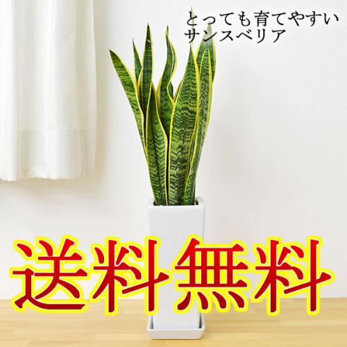 【送料無料】観葉植物 サンスベリア 陶器鉢植え