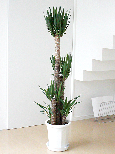 観葉植物 ユッカ (青年の木) 大鉢(10号)