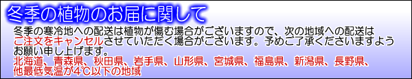 冬季の観葉植物の配送について