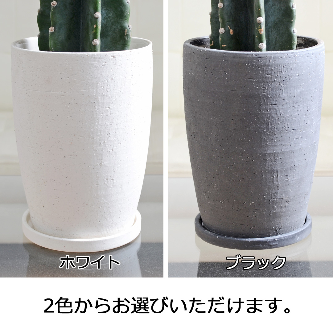 柱サボテン 陶器鉢の拡大