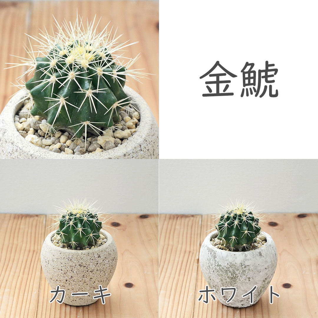 観葉植物の販売・ギフトならフラワーコーポレーション / サボテン 陶器鉢 マット アンティーク 2鉢セット カクタス 仙人掌