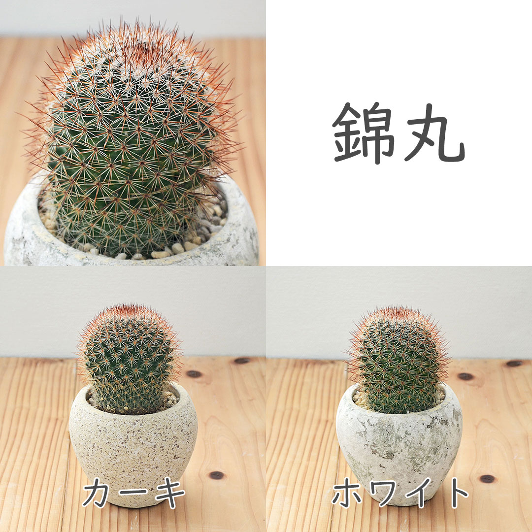 観葉植物の販売・ギフトならフラワーコーポレーション / サボテン 陶器鉢 マット アンティーク 2鉢セット カクタス 仙人掌
