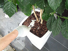観葉植物の害虫駆除イメージ画像