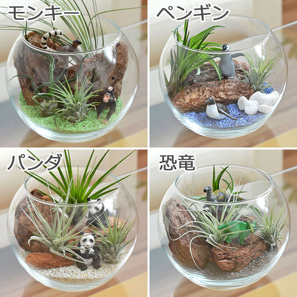 送料無料 エアープランツ チランジア ガラス容器 ジオラマキット 観葉植物の販売 ギフトならフラワーコーポレーション