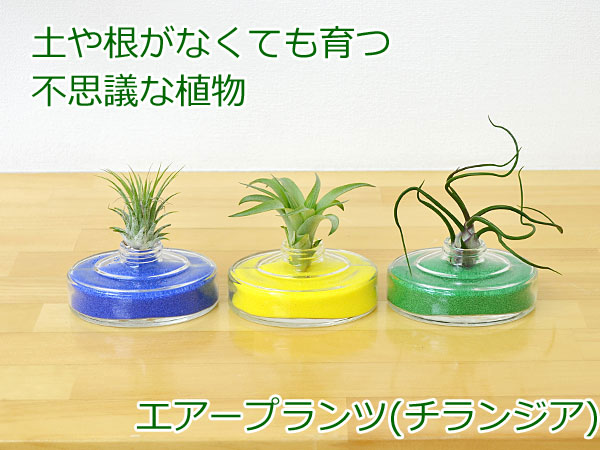 観葉植物の販売 ギフトならフラワーコーポレーション エアープランツ チランジア カラーサンド ガラス容器 3つセット