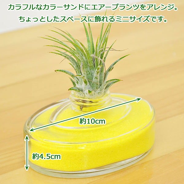 観葉植物の販売 ギフトならフラワーコーポレーション エアープランツ チランジア カラーサンド ガラス容器 3つセット