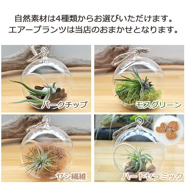 観葉植物の販売 ギフトならフラワーコーポレーション 送料無料 エアープランツ チランジア ハンギング 吊り下げ ガラス ワイヤースタンド付き