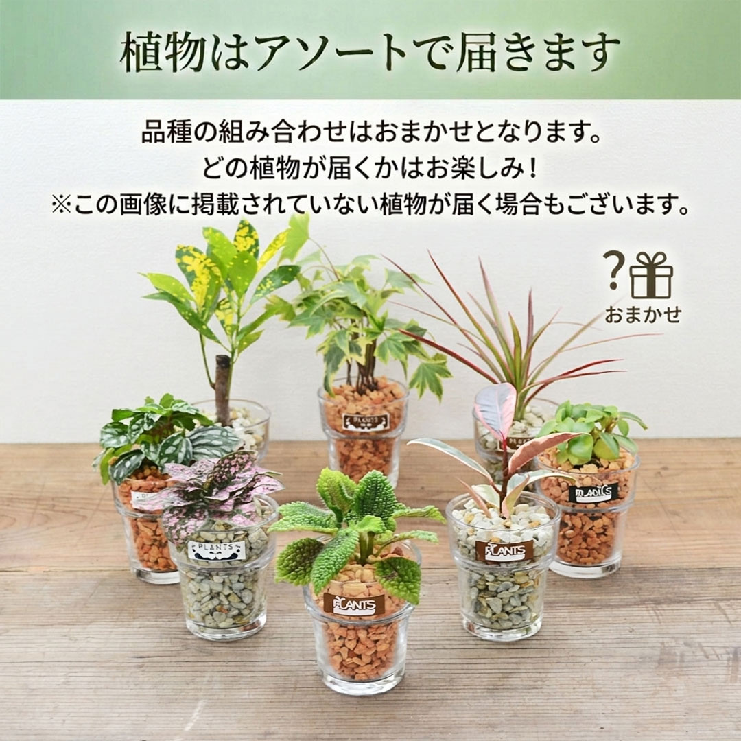 ミニ観葉植物 ハイドロカルチャー ゼオライト 3鉢セット アソート