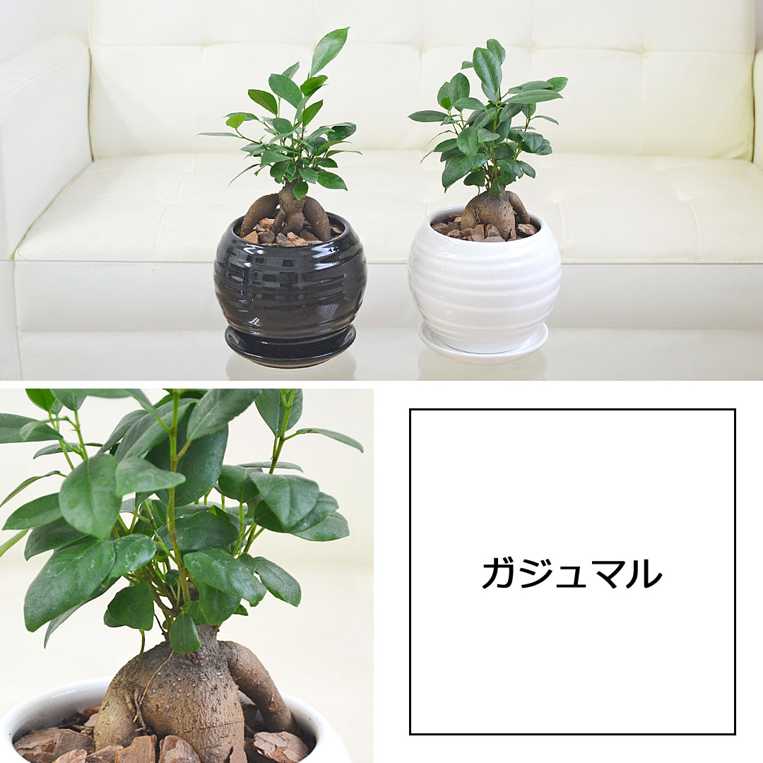 観葉植物 ボール陶器鉢植え ガジュマル