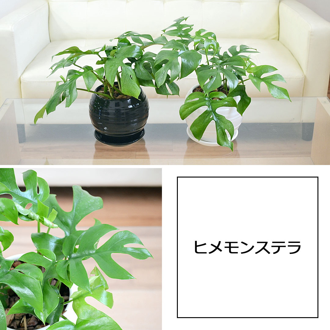 観葉植物 ボール陶器鉢植え 4鉢セット ヒメモンステラ