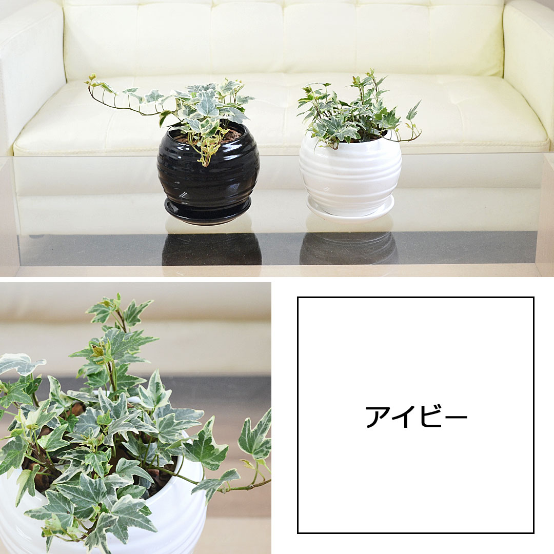 観葉植物 ボール陶器鉢植え アイビー