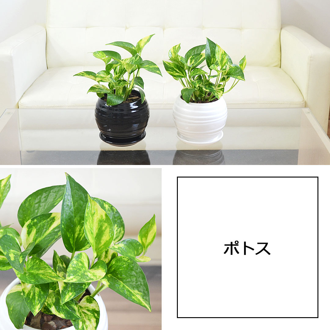観葉植物 ボール陶器鉢植え ポトス