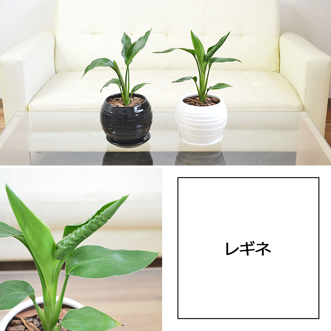 観葉植物 ボール陶器鉢植え ストレリチア・レギネ
