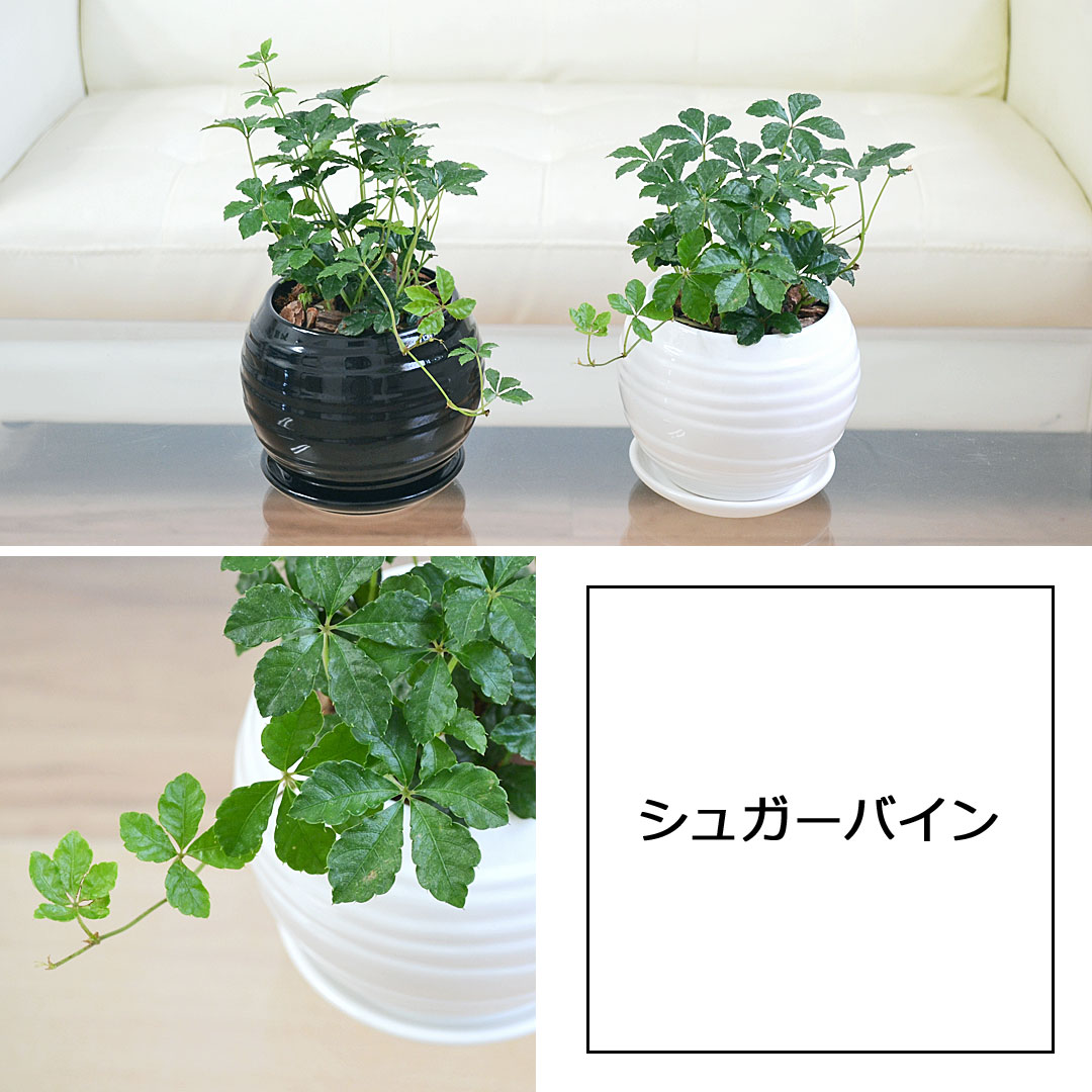 観葉植物 ボール陶器鉢植え シュガーバイン