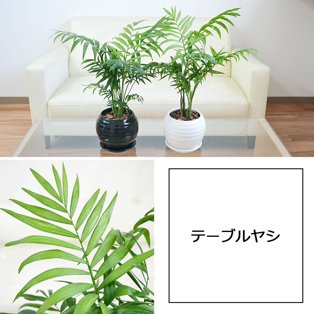 観葉植物 ボール陶器鉢植え 3鉢セット テーブルヤシ