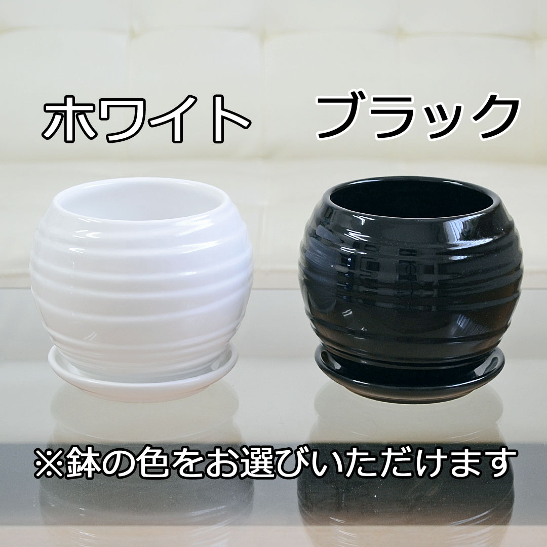 観葉植物 ボール陶器鉢植え 2鉢セット 陶器鉢