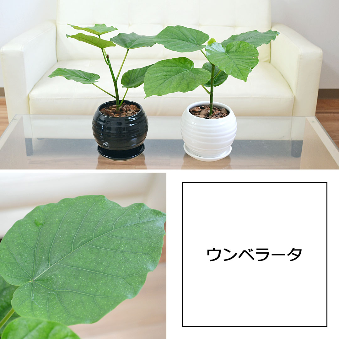 観葉植物 ボール陶器鉢植え 4鉢セット ウンベラータ