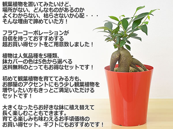 選べる観葉植物 5鉢セット イメージ