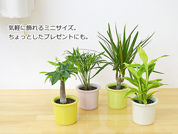 ミニ観葉植物ハイドロカルチャー パステルカラー陶器鉢付き 3鉢セット イメージ