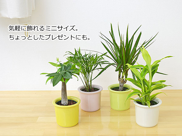 送料無料 観葉植物ミニ ハイドロカルチャー パステルカラー陶器鉢付き 3鉢セット 観葉植物の販売 ギフトならフラワーコーポレーション