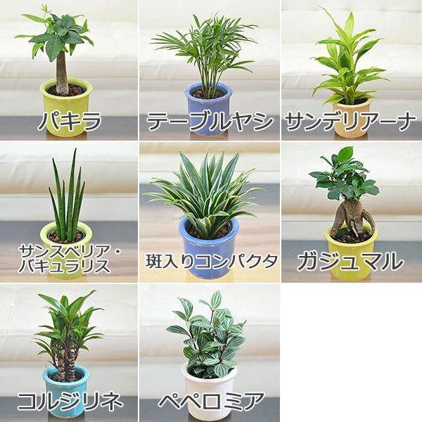 ミニ観葉植物ハイドロカルチャー パステルカラー陶器鉢付き 4鉢セット 植物の種類