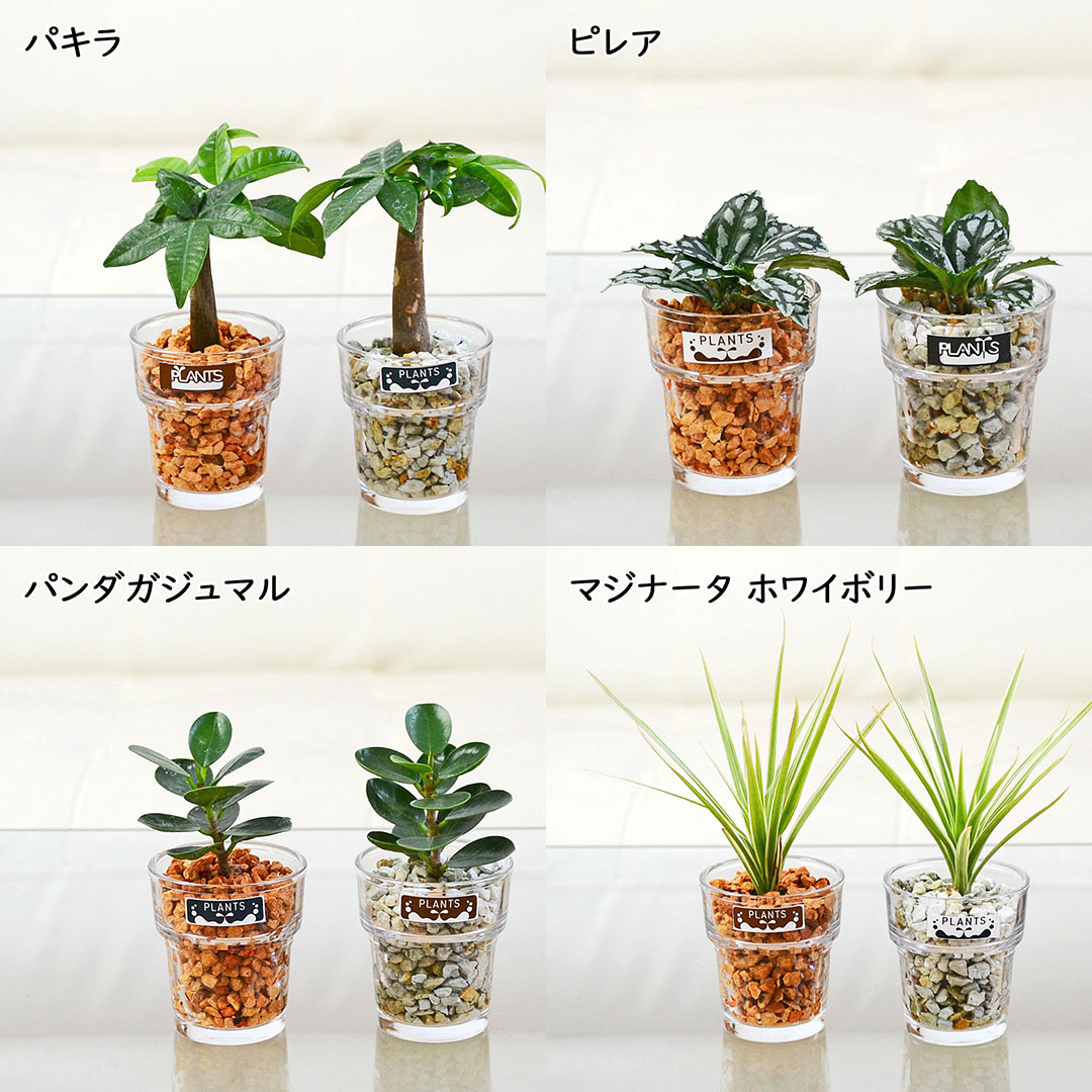 ミニ観葉植物 ハイドロカルチャー ゼオライト 3鉢セット 植物の種類2