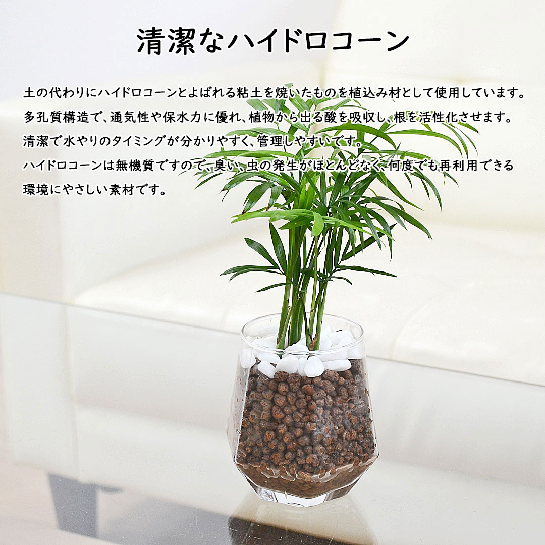 観葉植物 ハイドロカルチャー ヘキサグラス 3鉢セット ハイドロコーンの説明