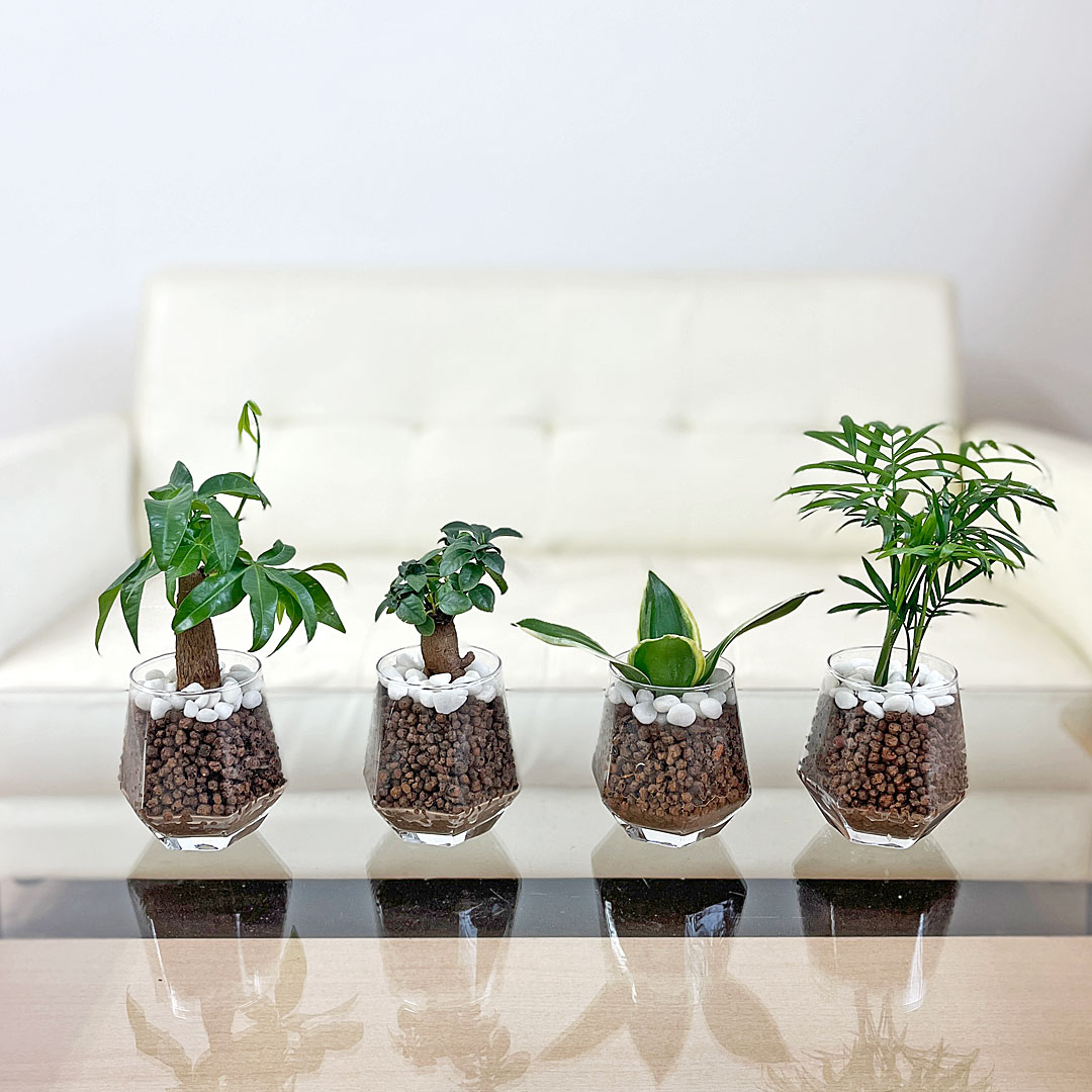 観葉植物 ハイドロカルチャー ヘキサグラス 3鉢セット イメージ