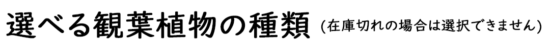 観葉植物 ハイドロカルチャー ヘキサグラス 3鉢セット 選べる観葉植物の種類タイトル