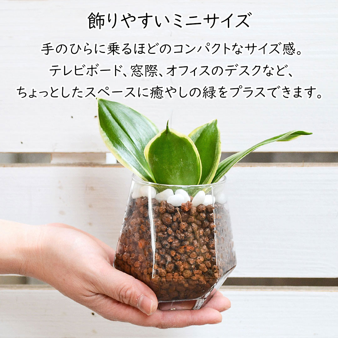 観葉植物 ハイドロカルチャー ヘキサグラス 3鉢セット サイズイメージ