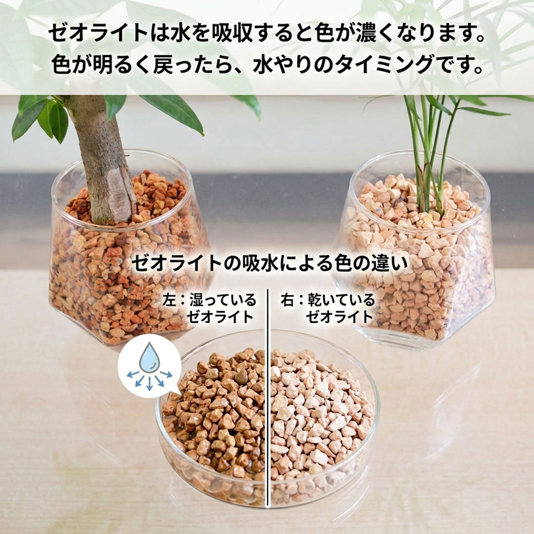 観葉植物 ハイドロカルチャー ヘキサグラス ゼオライト 3鉢セット ゼオライトの吸水説明
