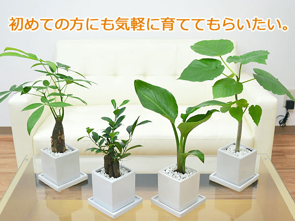 観葉植物 キューブ陶器鉢植え イメージ