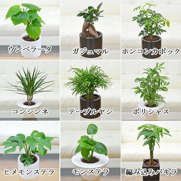 ミニ観葉植物ハイドロカルチャー 3鉢セット 植物の種類
