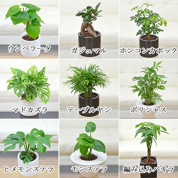 ミニ観葉植物ハイドロカルチャー 3鉢セット 植物の種類