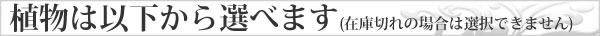 ハイドロカルチャー 植物は以下から選べます