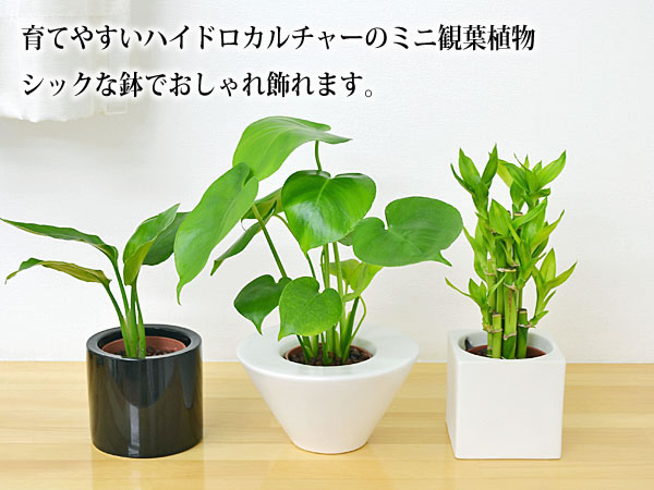 観葉植物の販売 ギフトならフラワーコーポレーション 送料無料 観葉植物ミニ ハイドロカルチャースタイリッシュ陶器鉢付き 4鉢セット