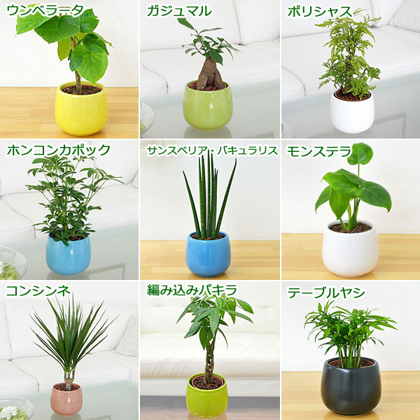 ハイドロカルチャー 3鉢セット 植物の種類