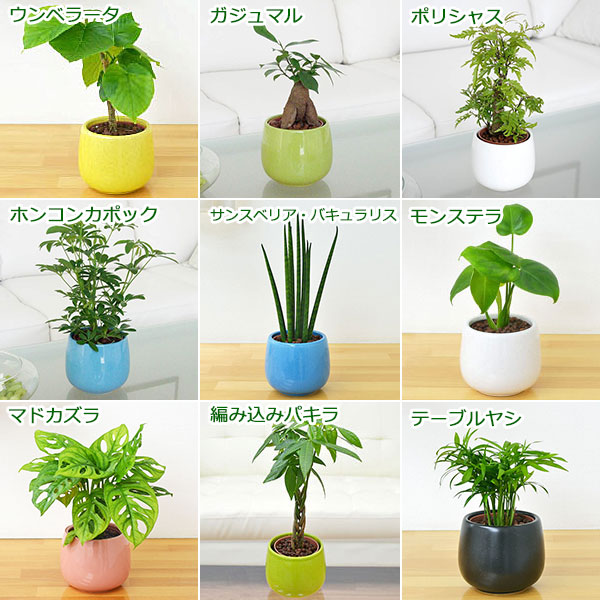 送料無料 観葉植物ミニ ハイドロカルチャー陶器鉢付き 3鉢セット 観葉植物の販売 ギフトならフラワーコーポレーション