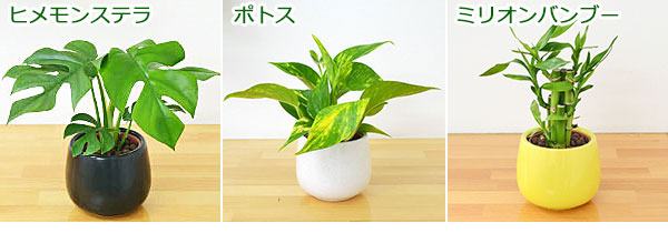 観葉植物の販売 ギフトならフラワーコーポレーション 送料無料 観葉植物ミニ ハイドロカルチャー陶器鉢付き 3鉢セット