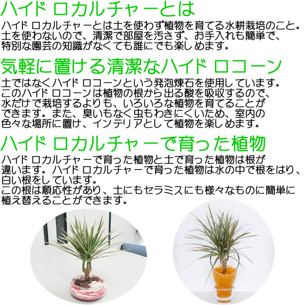 送料無料 ミニ観葉植物 フィカス ウンベラータ ハイドロカルチャースタイリッシュ陶器鉢付き 観葉植物の販売 ギフトならフラワーコーポレーション