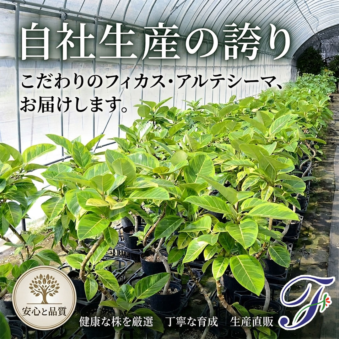観葉植物 フィカス・アルテシーマ 曲がり セラアート鉢 7号 自社生産