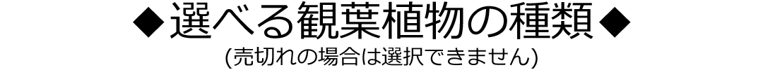 選べる観葉植物の種類