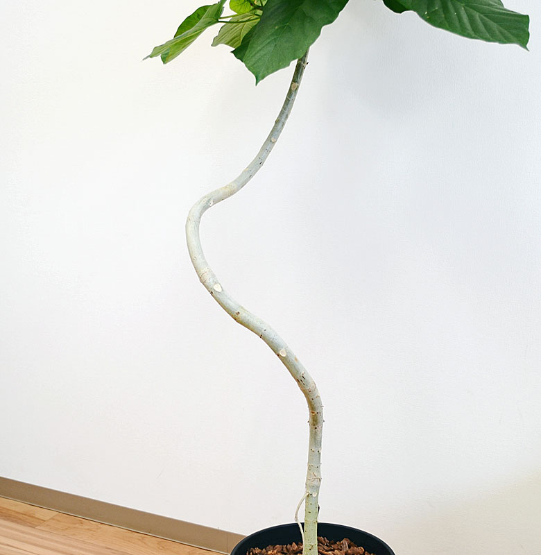 観葉植物 ウンベラータ フィカス 10号セラート鉢 大型 らせん曲がり仕立て 観葉植物の販売 ギフトならフラワーコーポレーション 観葉植物 ウンベラータ フィカス 10号セラート鉢 大型 らせん曲がり仕立て 観葉植物の販売 ギフトならフラワーコーポレーション