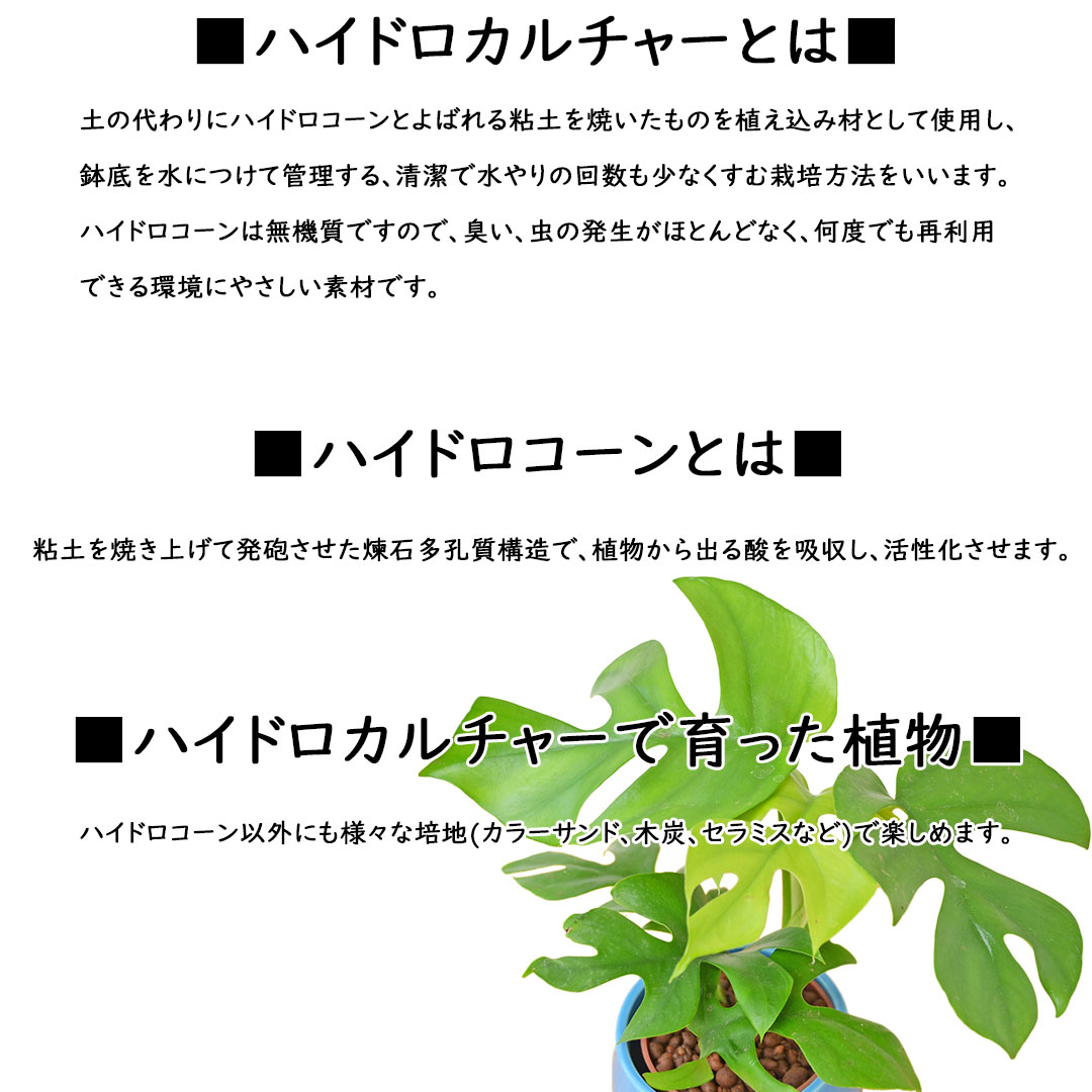 ミニ観葉植物 ハイロドカルチャー 説明